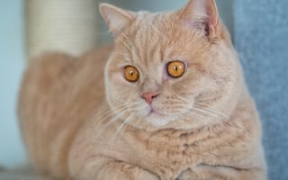 Картинка кот, красавец, Британская короткошёрстная кошка