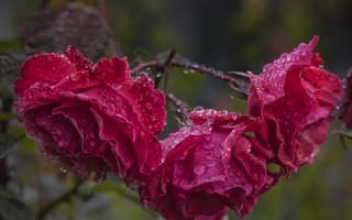 Картинка капли, розы, после дождя