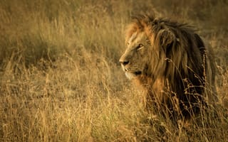 Картинка дикая кошка, Танзания, царь зверей, трава, лев, саванна, Африка