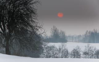 Картинка пророда, посадки, солнце, снег, зима, красное, деревья