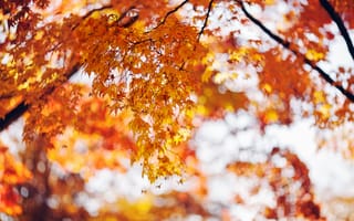 Картинка осень, листья, дерево, природа