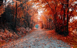 Картинка дорога, пейзаж, цвет, деревья, осень