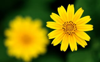 Картинка цветок, жёлтый, фокус, резкость
