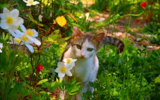 Картинка Кошка, Цветочки, Cat