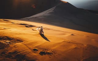 Картинка песок, собака, пустыня