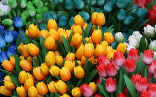 Картинка тюльпаны, желтый, радость, весна, настроение