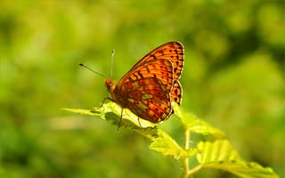 Картинка Butterfly, Бабочка, Макро, Macro, Spring, Весна