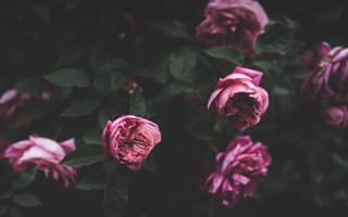 Картинка розовый, розы, куст, цветы, бутоны