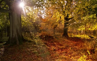 Обои лес, осень, природа