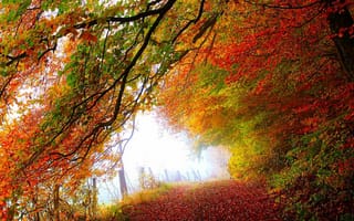 Картинка nature, road, природа, leaves, park, walk, trees, autumn, лес, colorful, дорога, деревья, листья, colors, path, fall, осень, парк, forest