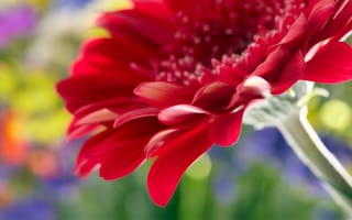 Обои beautiful red daisy gerbera, rose, flower, цветок, макро, Close Up, роза, красивые красные герберы ромашка, 