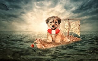 Картинка море, ситуация, пёсик, собака, плот, спасательный круг, чайка, щенок
