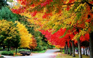 Картинка осень, листва, дорога, автоприцеп, деревья