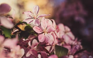 Картинка солнце, закат, дерево, яблоня, розовая яблоня, весна, цветение яблони, май