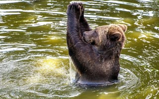 Картинка вода, аплодисменты, Шотландия, Блэр Драммонд Сафари Парк, европейский, бурый медведь