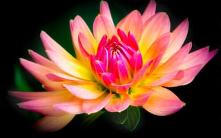 Картинка цветок, георгин, желто-розовый