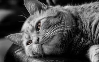 Картинка кот, задумчивость, чёрно-белая