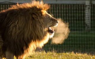 Картинка Cold Air, Yorkshire Wildlife Park, Animals, lion