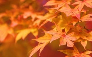 Картинка природа, макро, листья, осень