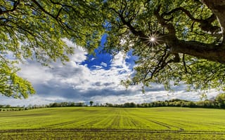Картинка поле, лето, небо, деревья, солнце