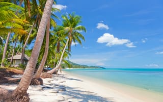 Картинка beautiful, море, tropical Beach, sea, небо, landscape, Koh Samui, sand, coconut palm trees, песок, nature, природа, пейзаж, красивая, Thailand, clouds, tropical, облака, sky, тропический, кокосовых пальм, Самуи, тропический пляж, Таиланд