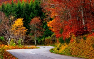 Обои nature, leaves, лес, path, colorful, природа, листья, walk, fall, road, дорога, forest, деревья, autumn, осень, colors, trees