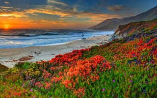 Обои пляж, небо, ocean, sun, море, sand, песок, солнце, вода, sunset, water, flowers, цветы, океан, beach, закат, облаках, природа, sky, sea, clouds, nature, landscape, пейзаж