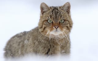 Картинка дикая кошка, снег, Европейская лесная кошка, взгляд