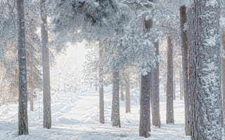 Картинка зима, сосны, снег, деревья, лес