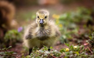 Картинка птица, природа, птенец, Canada Gosling, гусёнок
