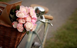 Картинка розы, белые, розовые, корзина, велосипед, пакет, цветы