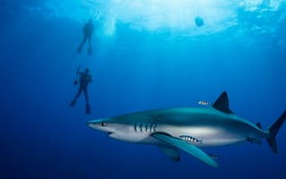 Картинка море, вода, голубой, работа, водолаз, животное, человек, океан