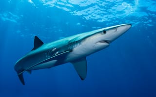 Картинка море, вода, свет, крупный план, океан, рыба, животное, голубой