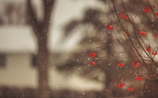 Обои Рябина, зима, макро, снежинки, красные, снег, ягоды, ветки, размытость, дерево
