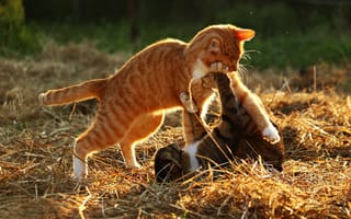 Обои кот, драка, свет, лучи, два кота, кошки, игра, рыжий, трава, солнечно, дерутся, поляна, солома, два, коты, двое, серый, играют, борьба, природа, сюжет, кошка