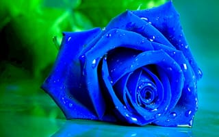 Картинка роза, лепестки, бутон, синяя, макро, капли