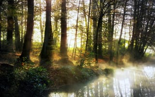 Картинка утро, природа, лес, туман, река