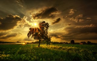 Картинка поле, лучи, дерево, солнце, тучи