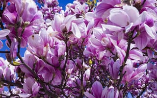 Картинка деревья, цветы, природа, весна, нежные, лепестки, красота, ветки