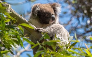 Картинка животные, сумчатые, коала, дерево, Австралия, ветки, листья, дикая природа, эвкалипт