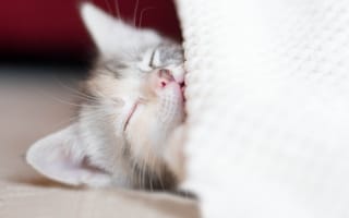 Картинка котенок, сон, отдых, малыш