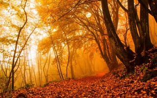 Картинка walk, autumn, forest, природа, road, осень, листья, trees, leaves, парк, park, colorful, path, fall, деревья, лес, nature, дорога, colors