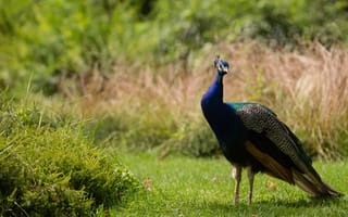 Картинка трава, природа, павлин, птица, животное, поляна, пернатые