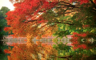 Картинка парк, озеро, деревья, отражение, ветви, осень
