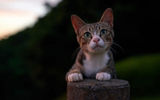 Картинка кошка, кот, взгляд