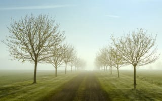 Картинка поля, дорога, деревья, туман, весна, утро