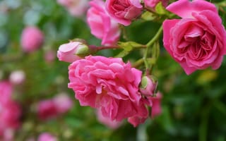 Картинка Розовая роза, Боке, Bokeh, Pink roses