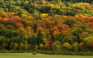 Картинка лес, сено, поле, природа, осень, деревья