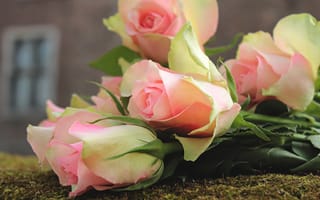 Картинка листья, цветы, букет, крупный план, мох, дома, розы