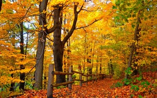 Картинка nature, colorful, лес, деревья, парк, walk, park, осень, leaves, autumn, forest, листья, trees, дорога, fall, colors, road, природа, path